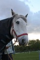 Becky & Bowie 06-04-08 - 16
